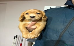 Cocker Spaniel dogs for sale: Four beautiful cocker spaniel girls - Advert 4