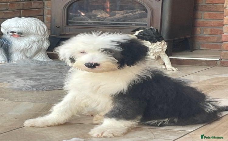 Old English Sheepdog dogs - Advert 4