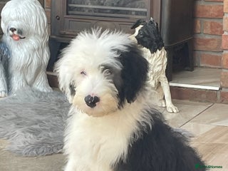 Old English Sheepdog dogs - Advert 3