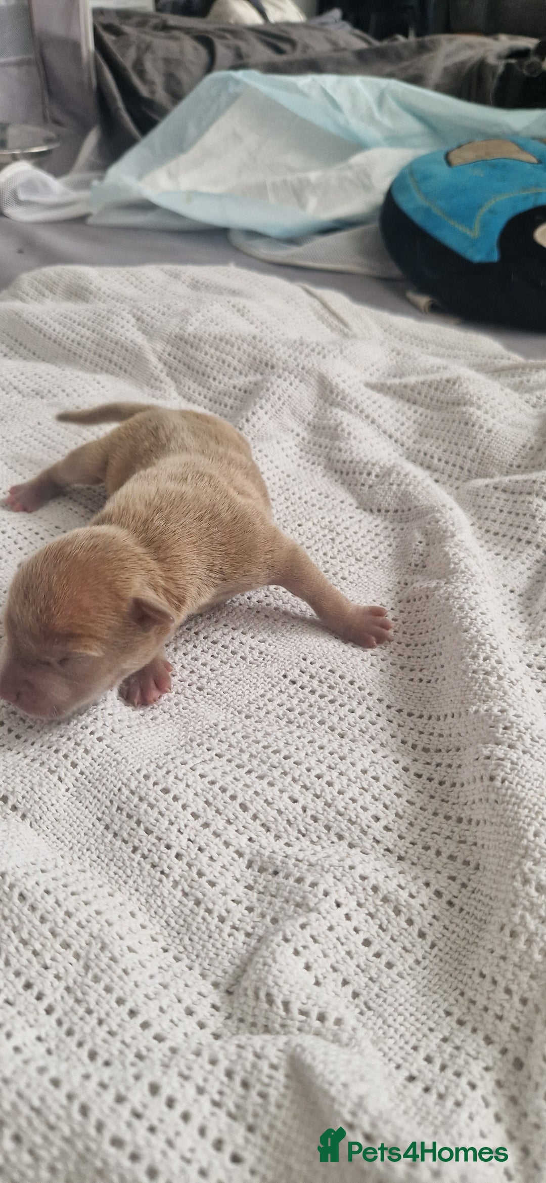 Mixed Breed dogs for sale: 8 Bully X Puppies  - Image 12
