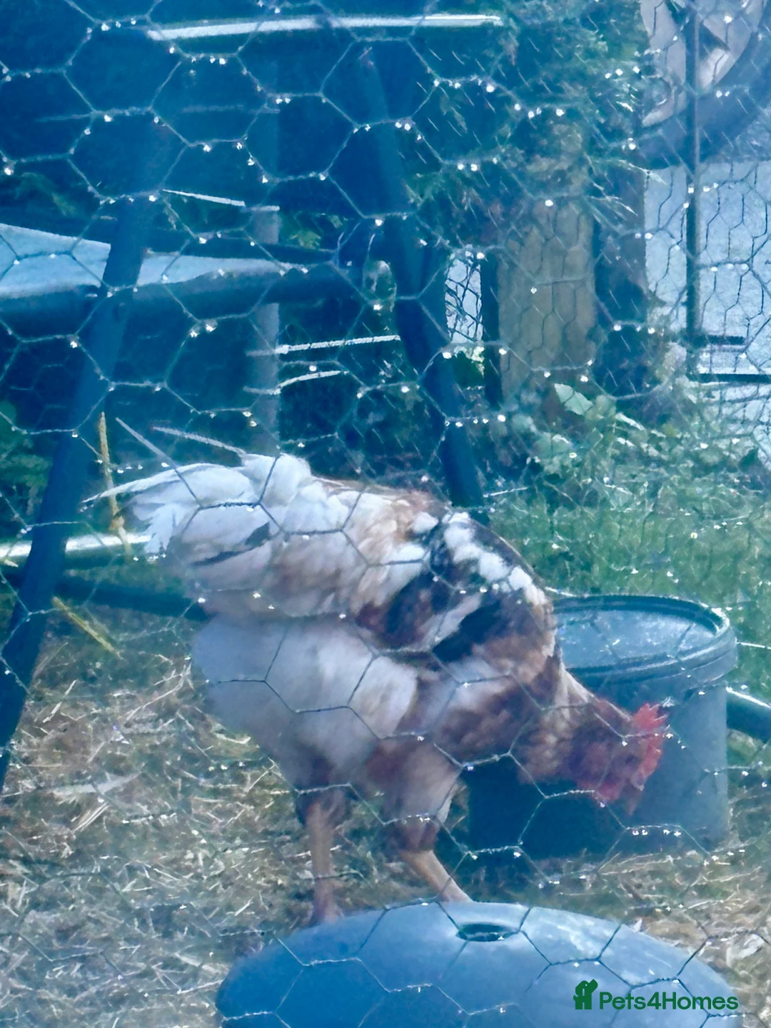Chickens poultry for sale: friendly 12 week old cockerel  - Advert 5