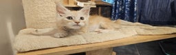 Maine Coon cats for sale: GCCF registered MC kittens  - Advert 11