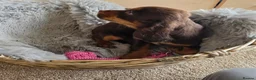 Cocker Spaniel dogs for sale: Beautiful Working Type Cocker Spaniel Puppies - Advert 10