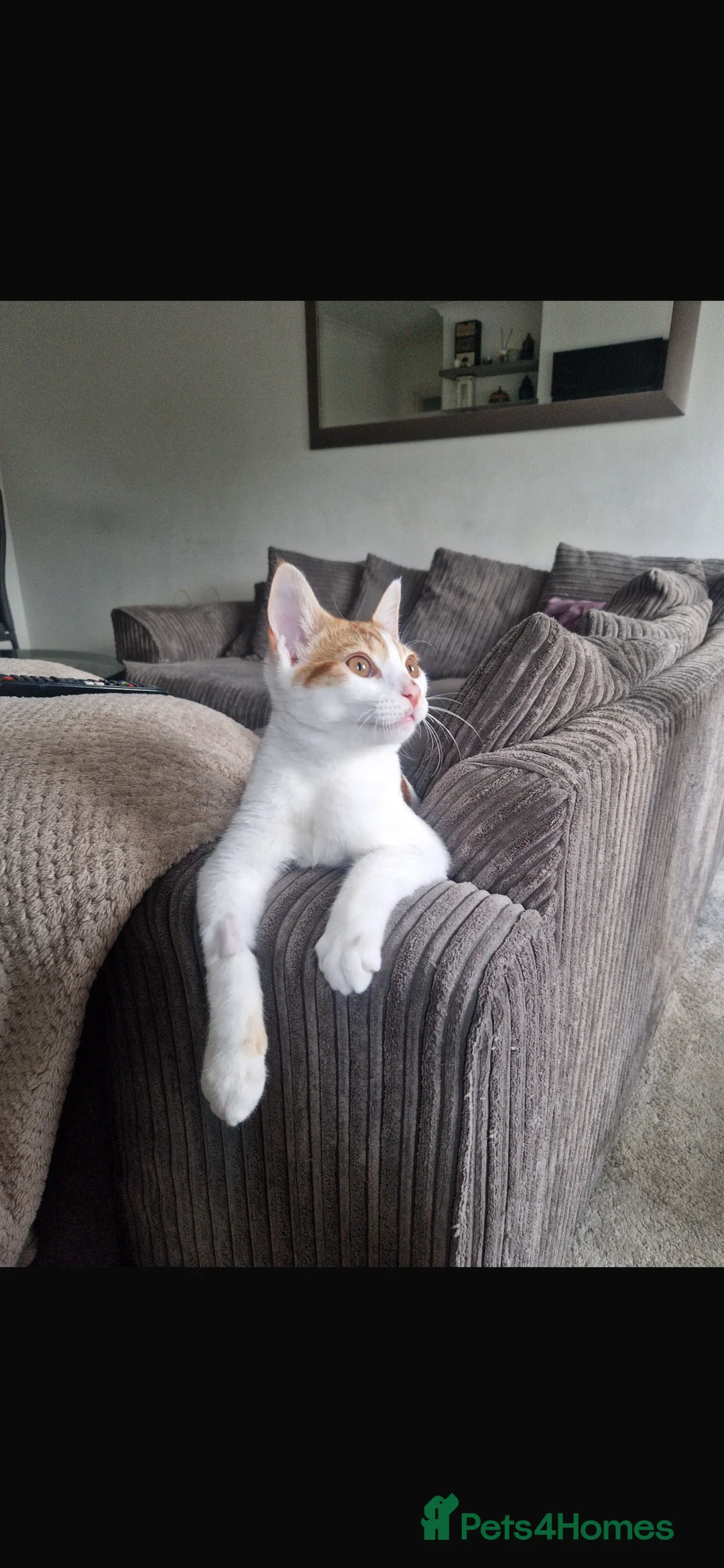 British Shorthair cats for sale: Beautiful ginger cat for sale  in London - Advert 2