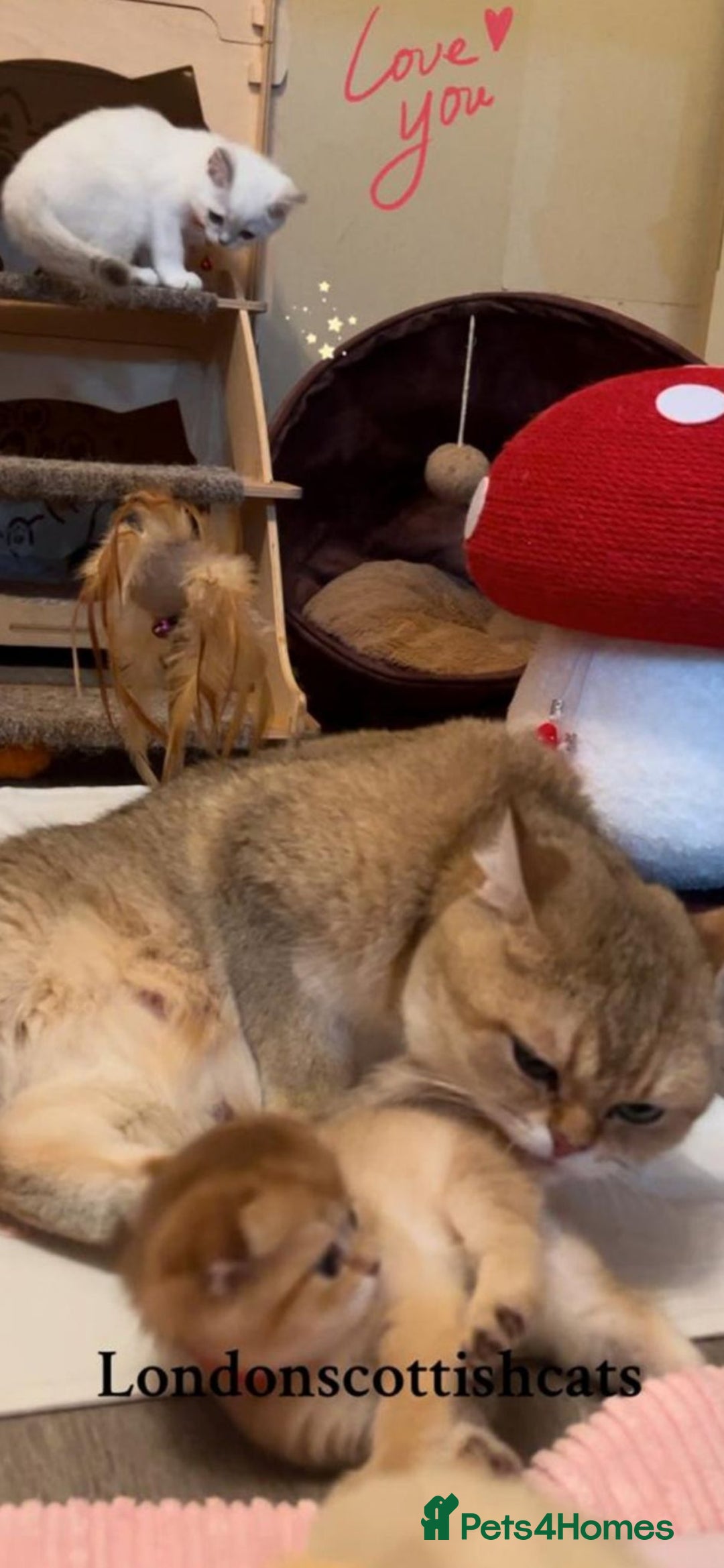 Scottish Fold cats for sale: Beautiful TICA Registered Scottish Girl Kittens - Advert 5