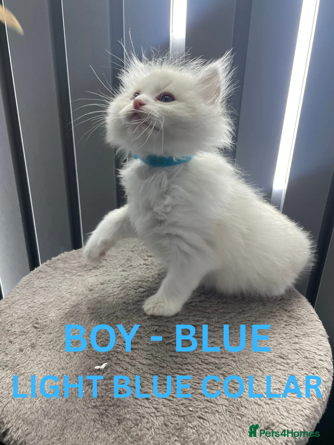 Ragdoll cats for sale: 4 lovely Blue Lynx Bicolour Ragdolls Kittens - Advert 9