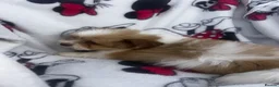 Shih Tzu dogs for sale: Imperial Shih Tzu puppies - Advert 5