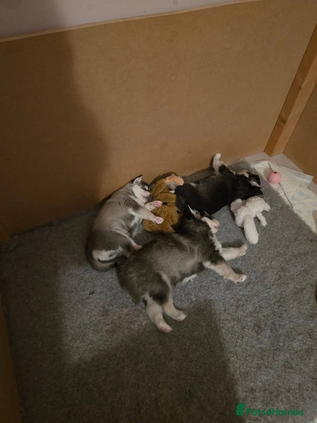 Pomsky dogs for sale: Beautiful pomsky boy available 🥰 - Advert 5