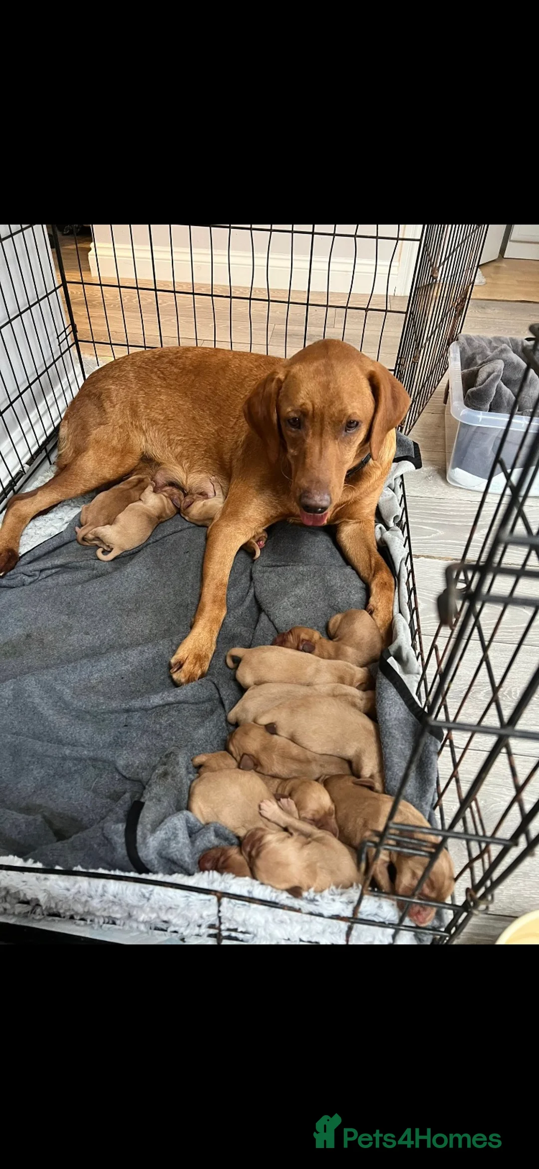 Labrador Retriever dogs for stud: Fox Red Labrador for Stud in Leeds - Advert 9