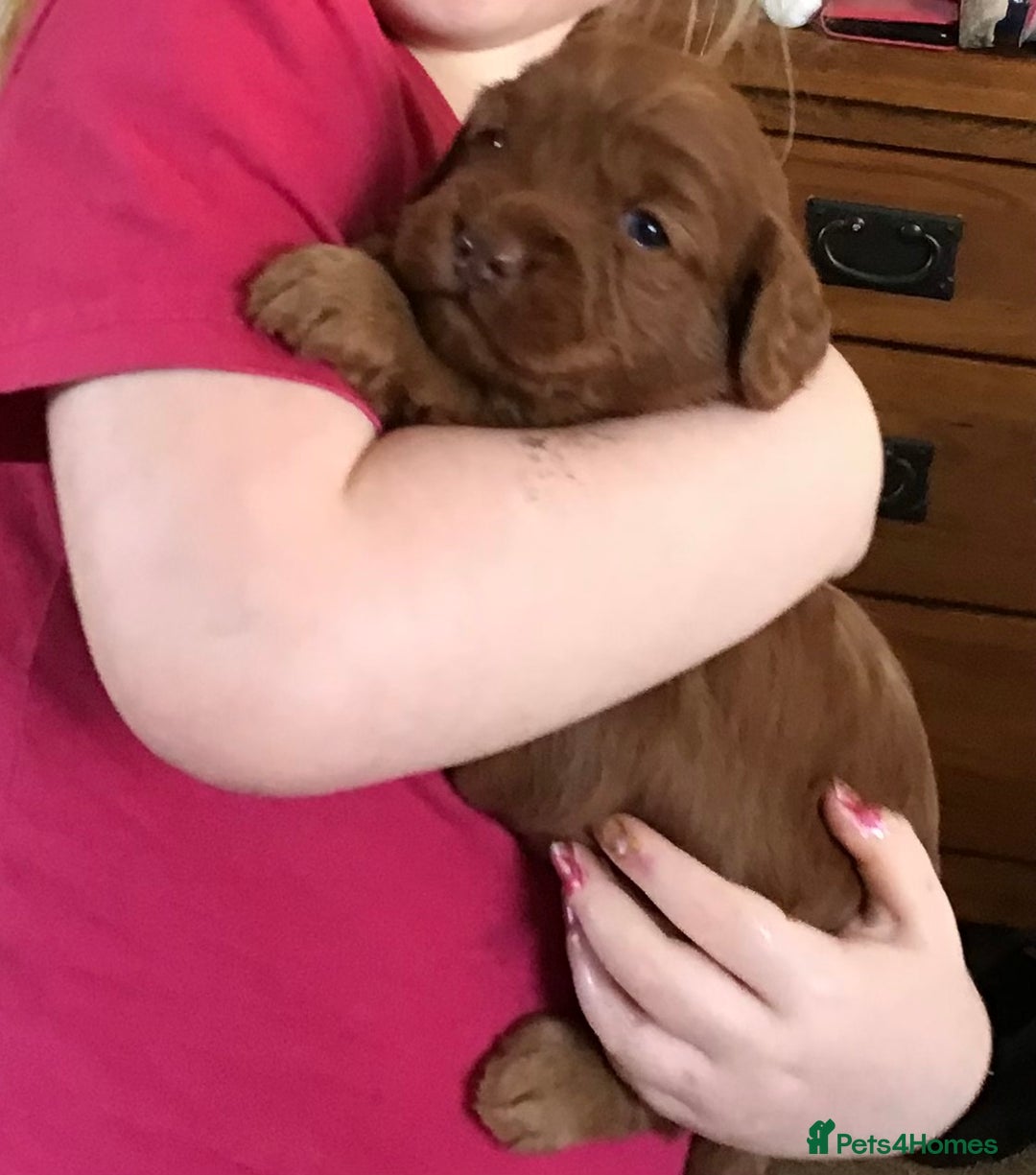 Cockapoo dogs for sale: 5* Miniature F1b Cockapoo Puppies - Advert 5