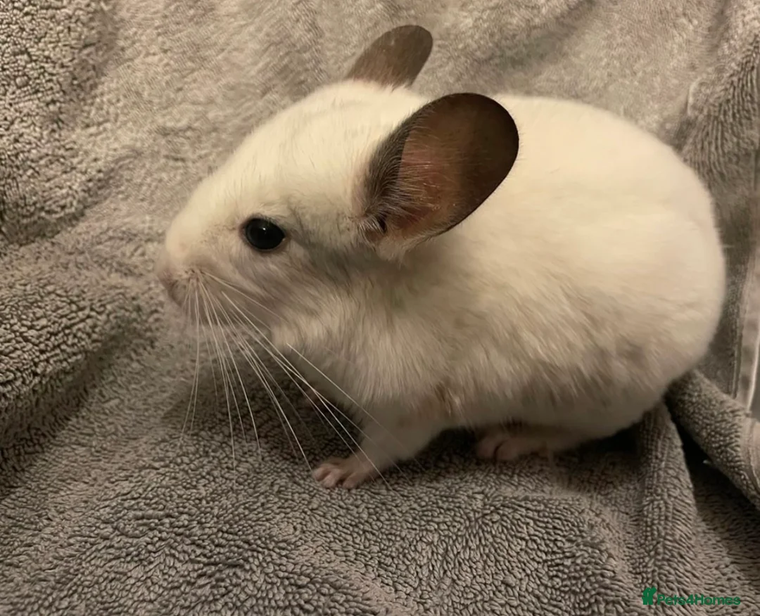 Chinchilla rodents for sale: Baby Chinchilla’s - Advert 2