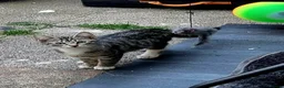 Mixed Breed cats for sale: 3 kittens looking for good home  in Wrexham - Advert 3