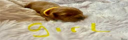 Cavapoo dogs for sale: Cavapoos pups /kc reg /health tested /parents - Advert 19