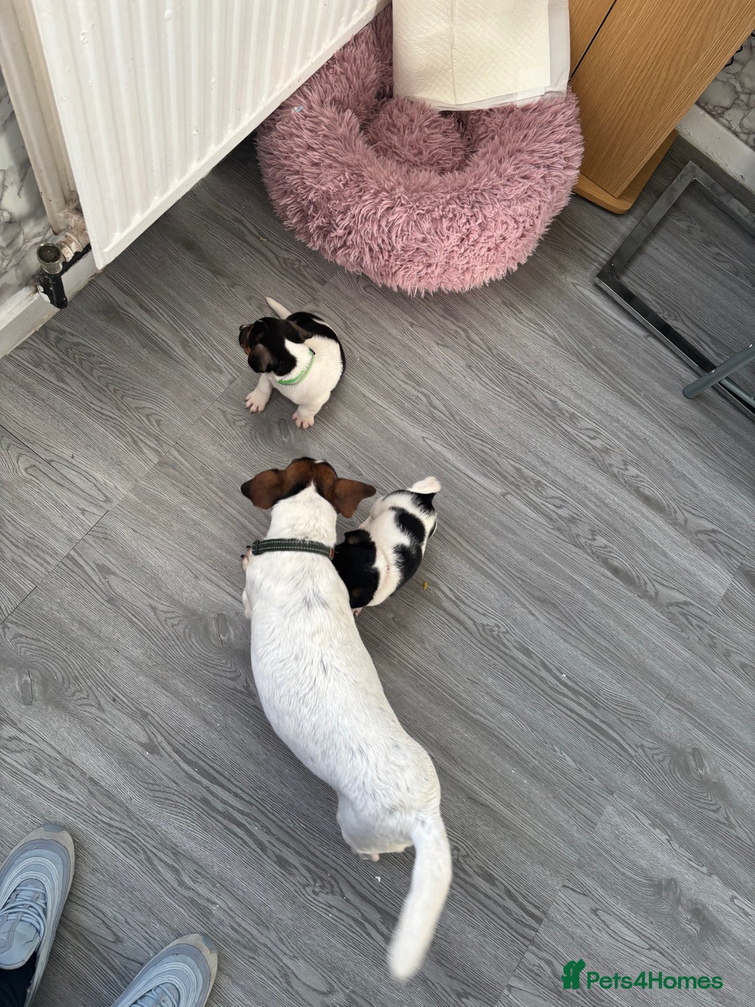 Jack Russell dogs for sale: 5 traditional Jack Russell puppys  - Advert 11