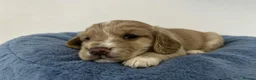 Cocker Spaniel dogs for sale: Beautiful girl pup working cocker  in Chatteris - Advert 24