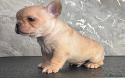 French Bulldog dogs for sale: Champion Sired Fawn / red fawn French bulldogs - Advert 13