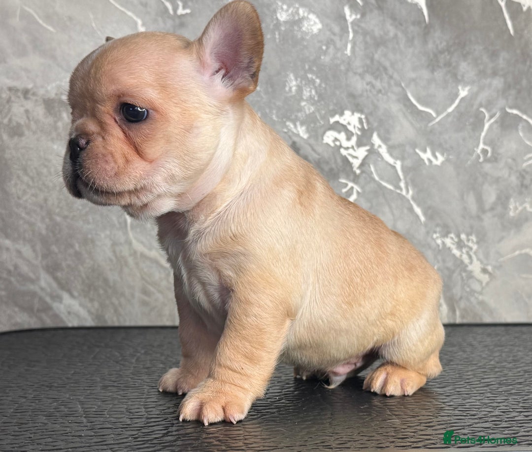 French Bulldog dogs for sale: Champion Sired Fawn / red fawn French bulldogs - Advert 13