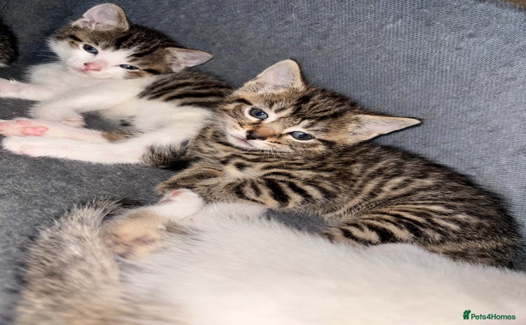 Mixed Breed cats - Advert 2