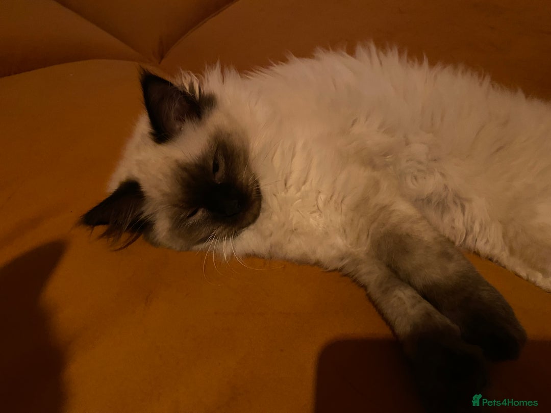 Ragdoll cats for sale: Female ragdoll  - Advert 2