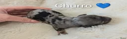 Miniature Dachshund dogs for sale: 🏆 Russian Champion lines + longhaired mini daxies - Advert 7