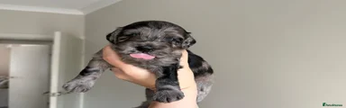 GIRL - silver & black merle