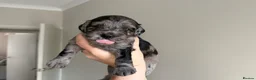 Cockapoo dogs for sale: STUNNING TOY COCKAPOOS  in Withernsea - Advert 20