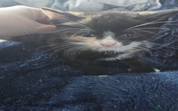 Mixed Breed cats for sale: Kittens for sale - Image 6
