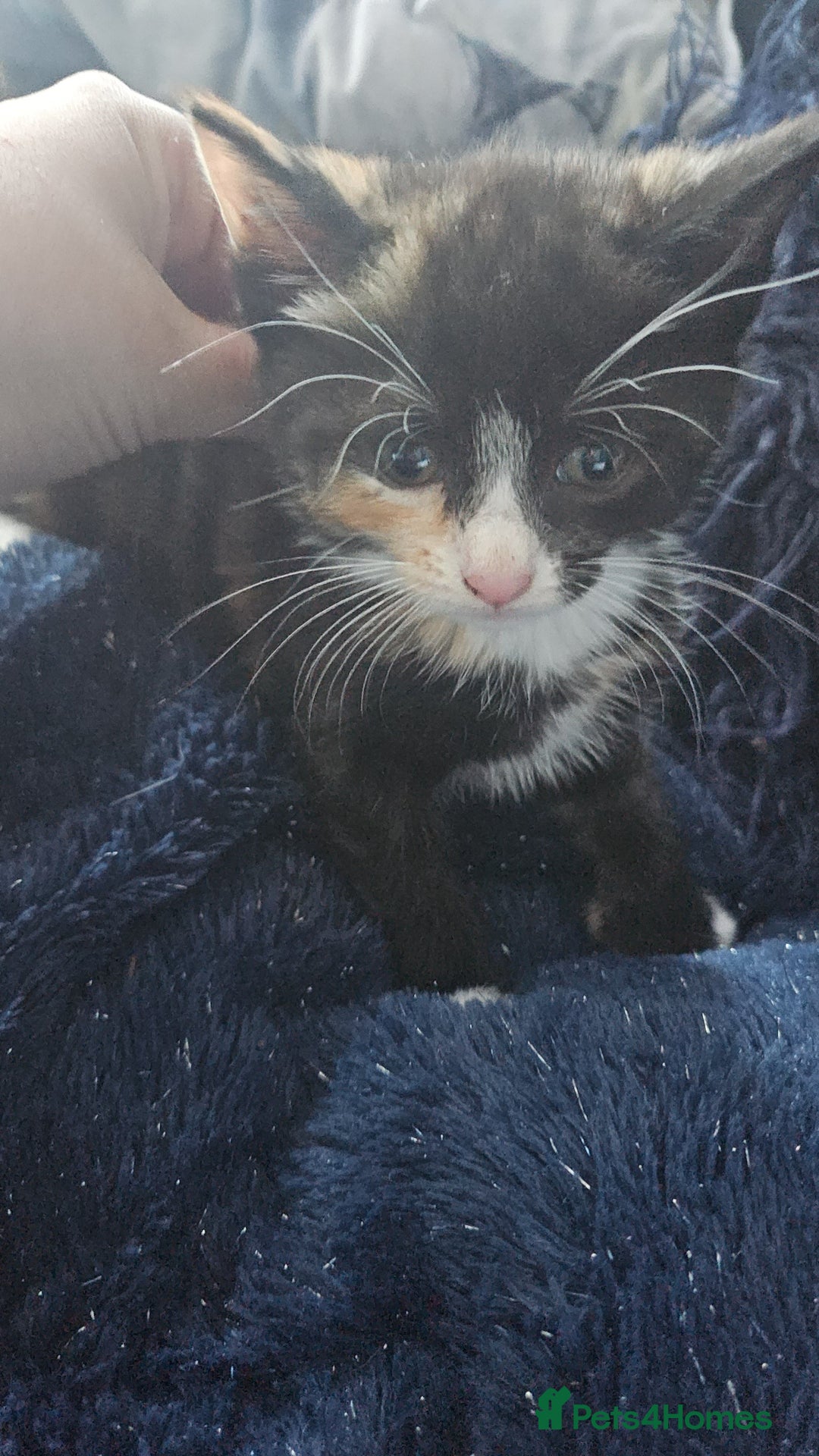 Mixed Breed cats for sale: Kittens for sale - Image 6