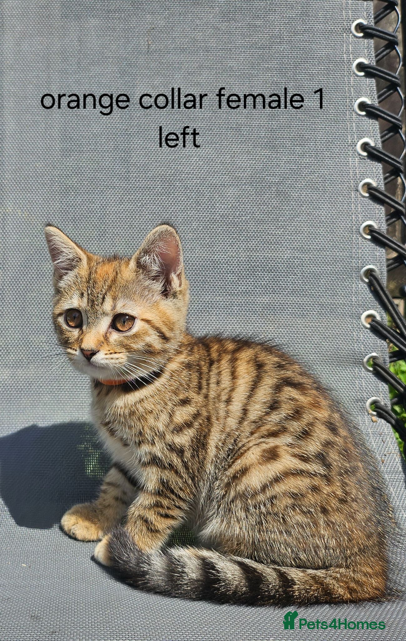Mixed Breed cats Kittens x British blue shorthair crossed - Advert 9