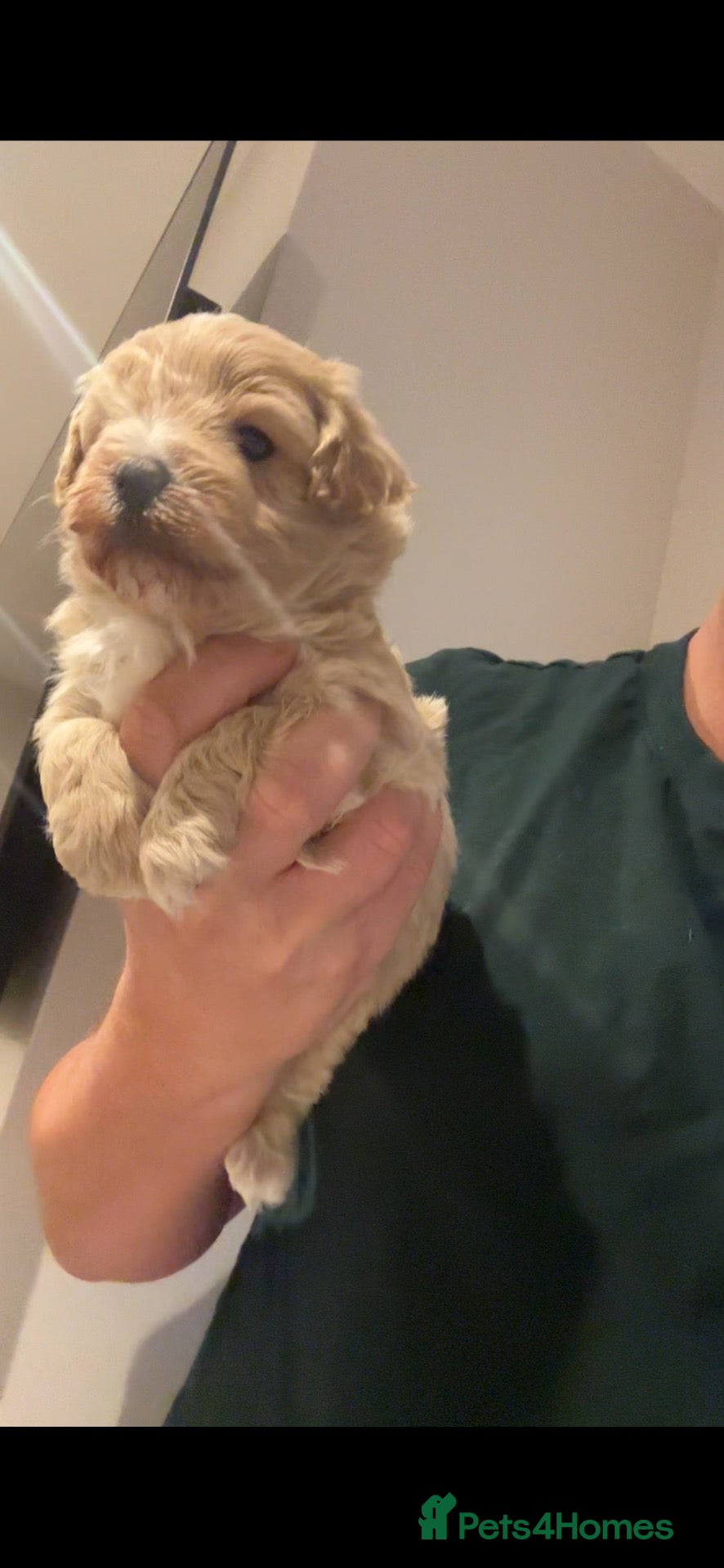 Maltipoo dogs Beautiful maltipoo  - Advert 2