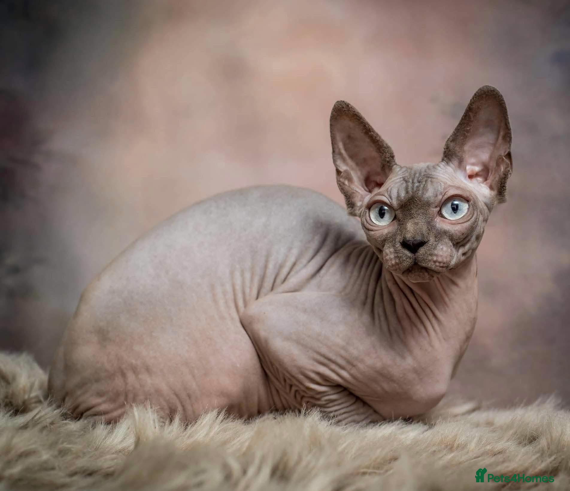 Sphynx cats  Boy Blue Bicolour - Advert 1