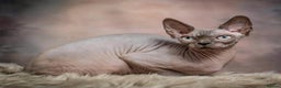 Sphynx cats for sale:  Boy Blue Bicolour - Advert 1