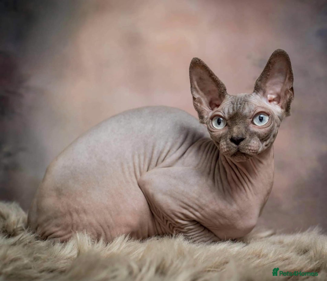 Sphynx cats for sale:  Boy Blue Bicolour - Advert 1