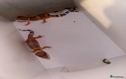 Gecko reptiles for sale: Babies & adults  - Image 9