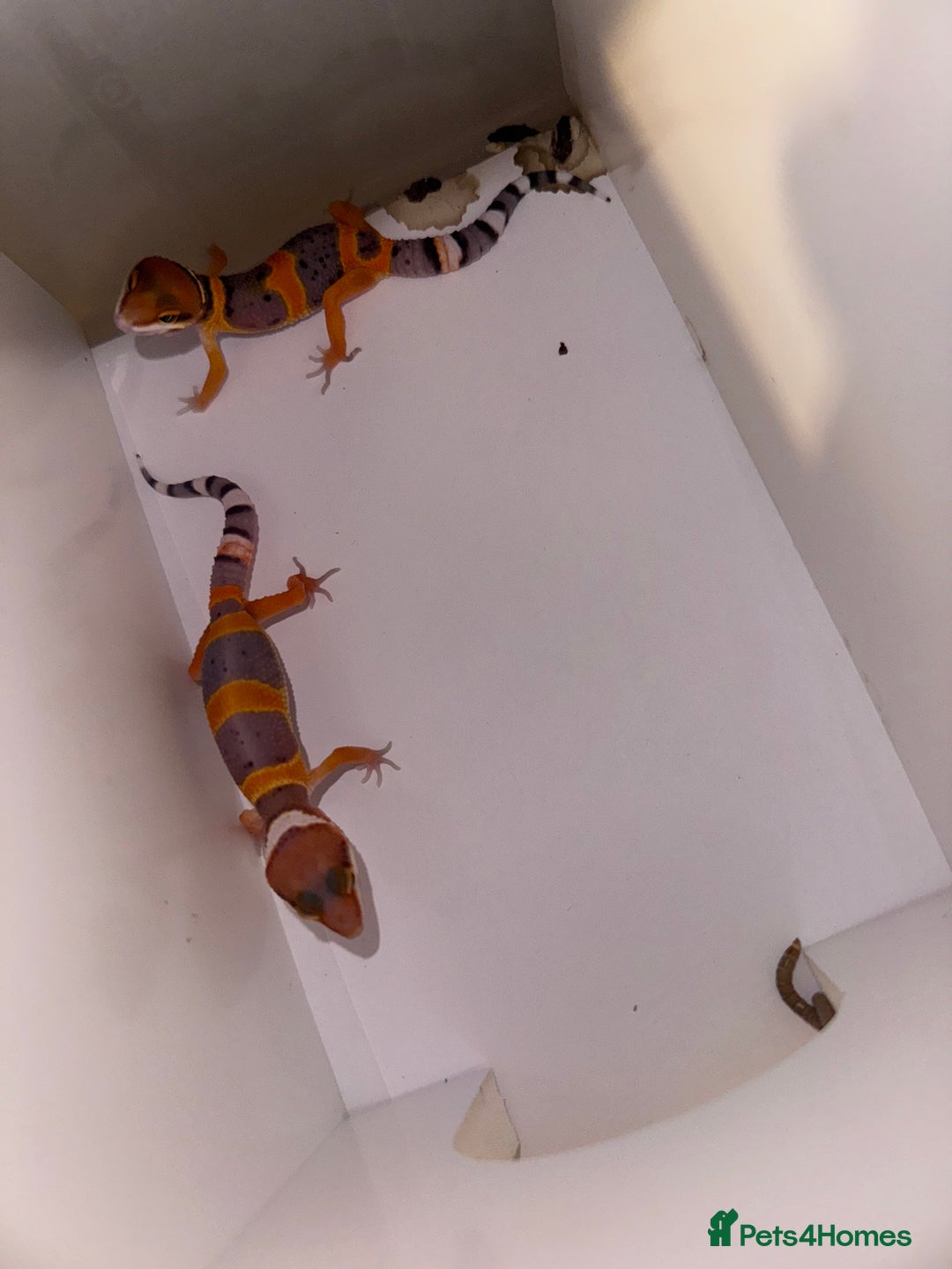 Gecko reptiles for sale: Babies & adults  - Image 9