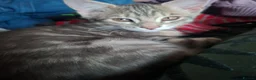 Mixed Breed cats for sale: 4 boys,XL Bengal × Maine Coon  - Advert 10
