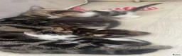 Bengal cats for sale: Bengal cross kittens ready now in Warrington - Advert 7