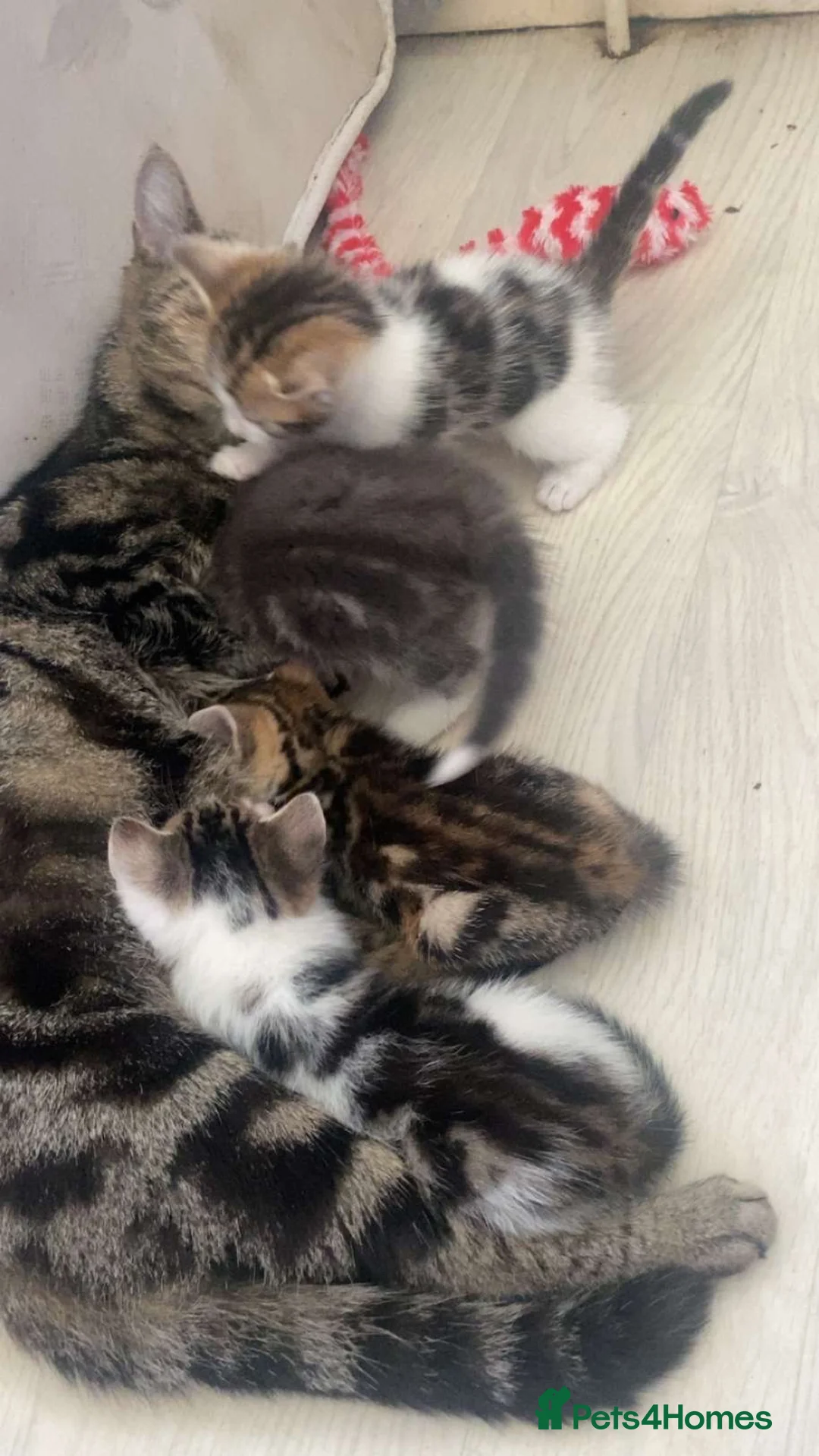 Bengal cats for sale: Bengal cross kittens ready now in Warrington - Advert 7
