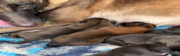 Belgian Shepherd Dog dogs for sale: Health tested dark stable but able Malinois  - Advert 28