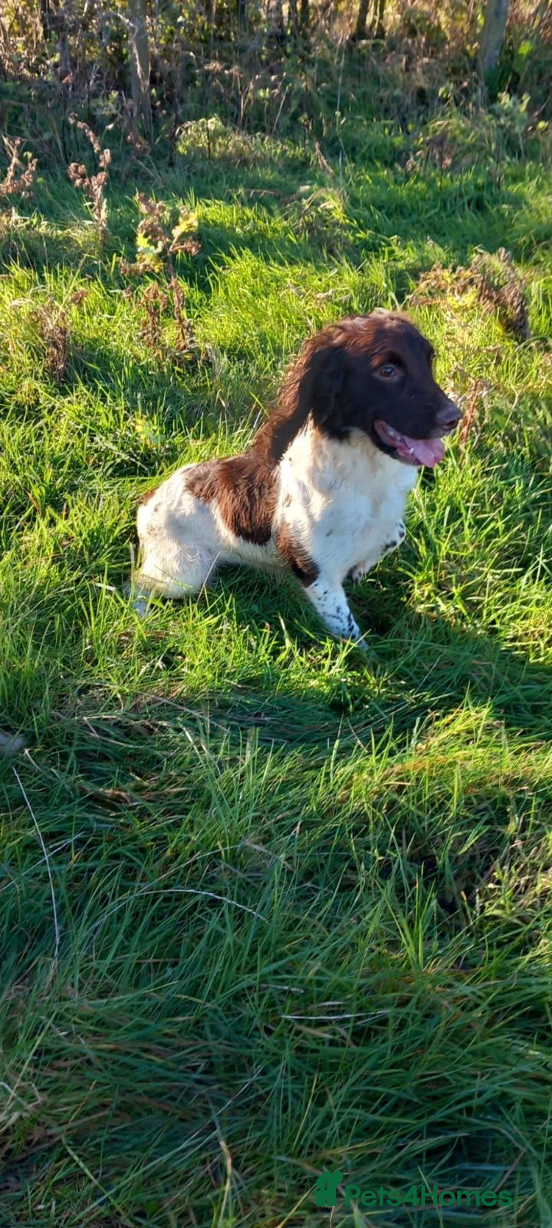 English Springer Spaniel dogs for sale: English springer spaniel puppies in Workington - Advert 4