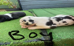 Great Dane dogs for sale: Highest health tested GD pups - Image 2