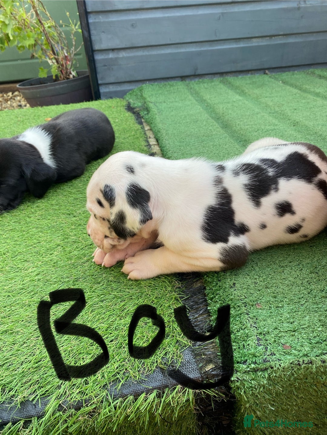 Great Dane dogs for sale: Highest health tested GD pups - Image 2