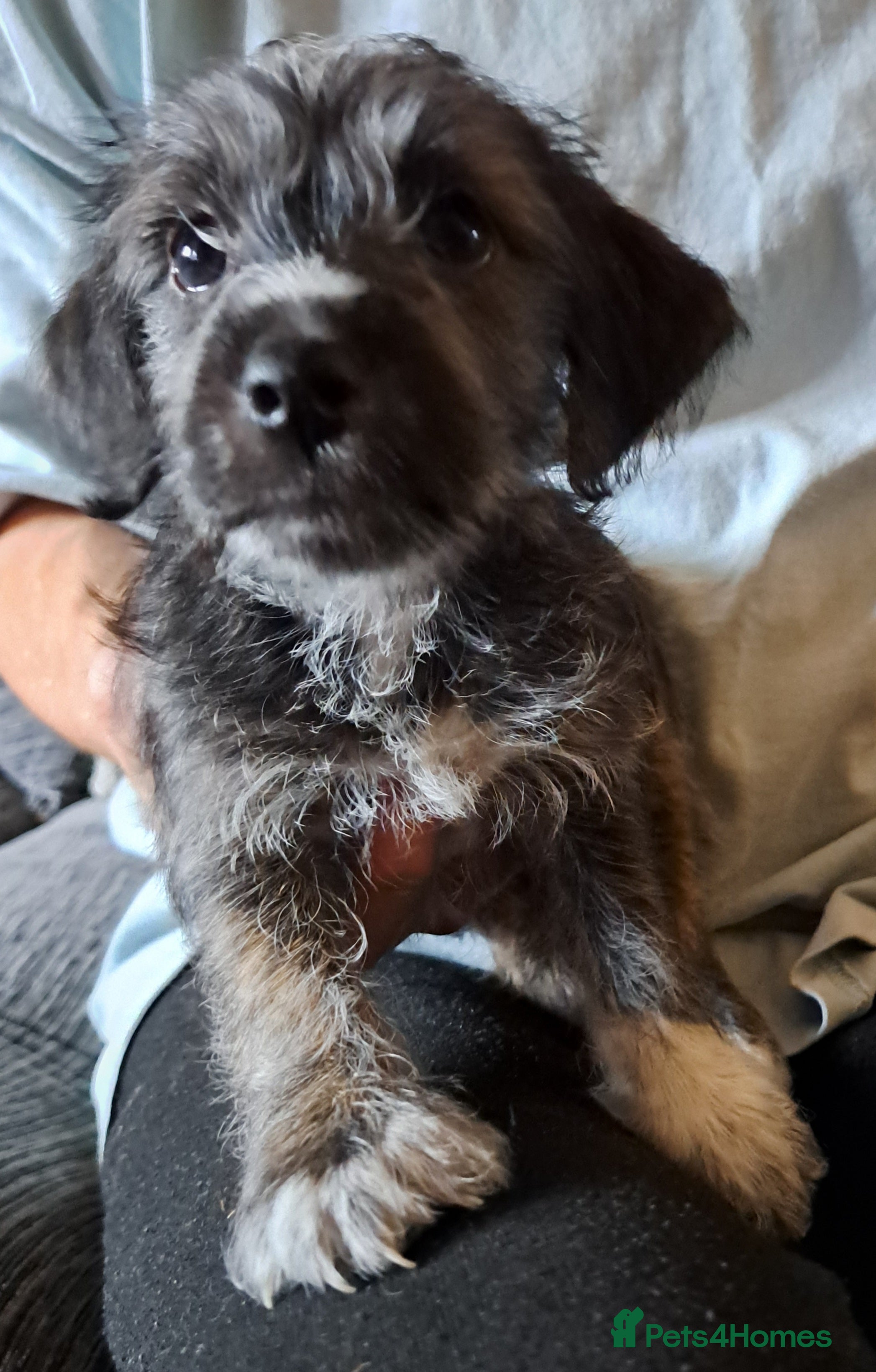 Mixed Breed dogs cockerpoo x jack russel pups  - Advert 1