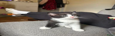 Domestic Shorthair 2