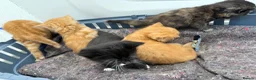 Mixed Breed cats for sale: 4 beautiful kittens  - Advert 34
