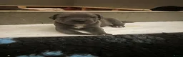 Cane Corso dogs for sale: Beautiful Cane corso for sell  - Advert 5