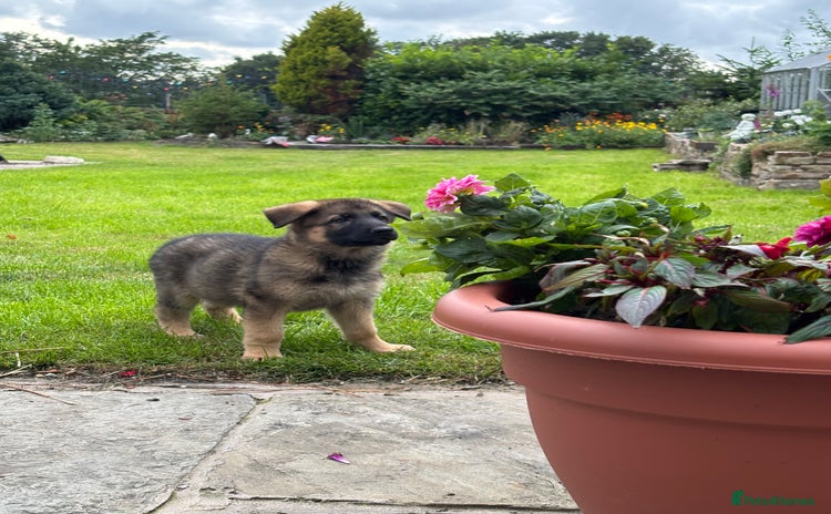 German Shepherd dogs - Advert 2