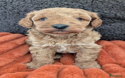 Australian Labradoodle dogs for sale: Miniature Australian labradoodles  - Image 8