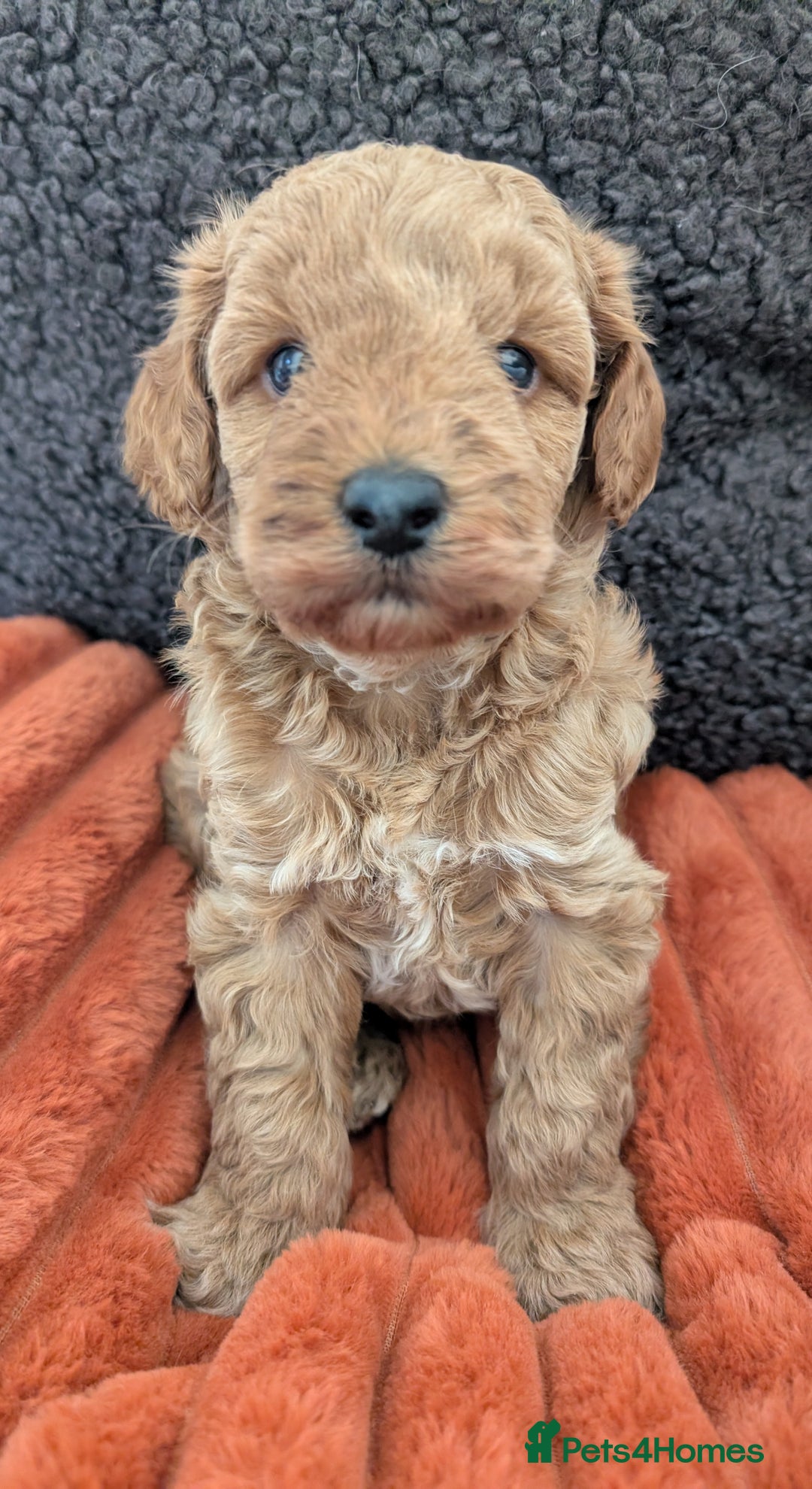 Australian Labradoodle dogs for sale: Miniature Australian labradoodles  - Image 8