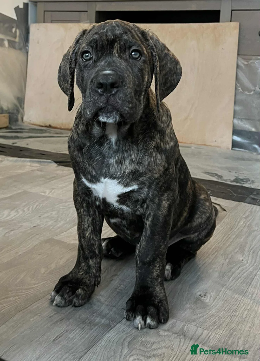 Cane Corso dogs for sale: Yuki x Aries Russian champ bloodline Puppies - Advert 17